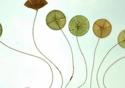 《简爱》句子摘抄图片(通用50句)