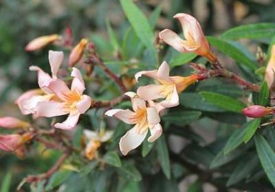 野望句子赏析(推荐50句)