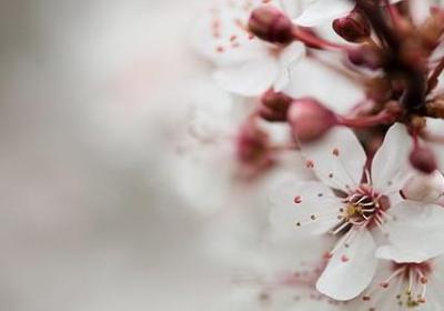 spring的句子(优选15句)