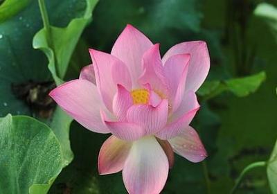 well英语造句子(共50句)