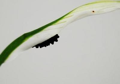 赞赏红叶的句子(优选50句)