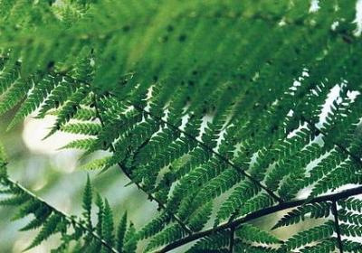 骆驼祥子优美句子赏析(共40句)