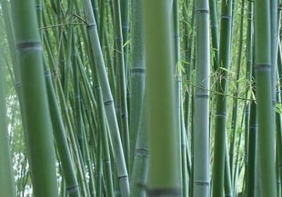 逍遥游常考句子(11句)