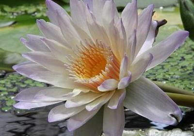骆驼祥子赏析句子(热门10句)