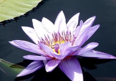 《御伽草纸》经典句子(通用10句)