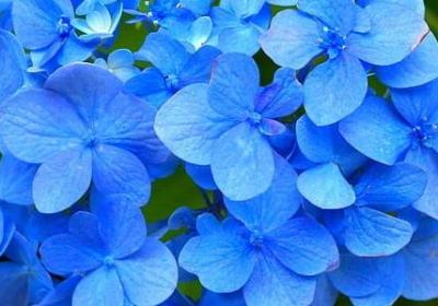 闻着花香入睡的句子(通用1句)