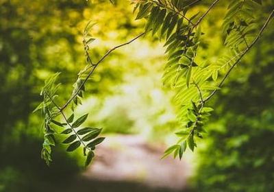 《骆卡》句子赏析(必备41句)
