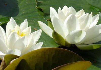 一坛猪油经典句子(合集50句)