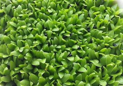 丁程鑫句子(推荐10句)