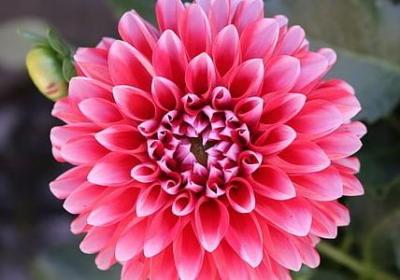 《青铜葵花》赏析句子(汇总5句)