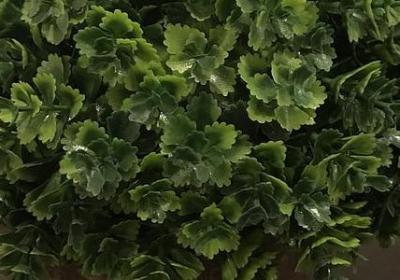 一幽兰的句子(推荐15句)