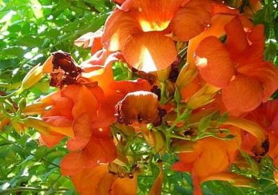 一束鲜花句子(热门40句)