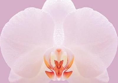 《白鹅》的仿写句子(优选15句)