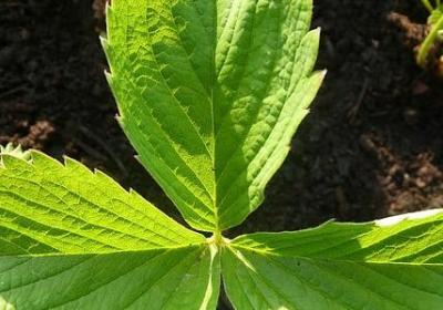 一颗躁动的心句子(通用59句)
