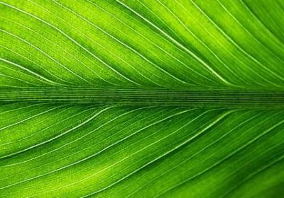 《红楼梦》精彩句子(必备78句)