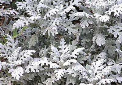 一把连句子(推荐20句)