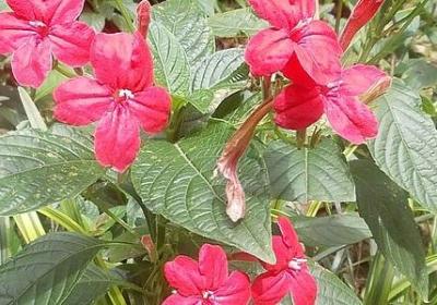 《解药》巫哲句子(汇总20句)