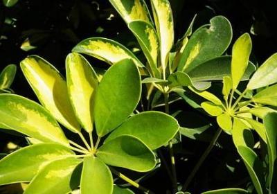 三到的句子(推荐60句)