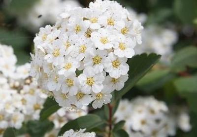 茶的句子 平淡人生(共30句)