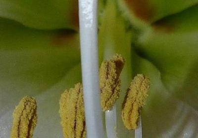 不同的好句子(共50句)