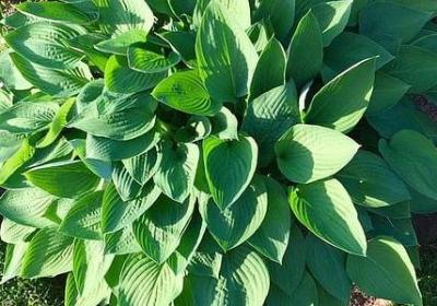 不求大富大贵感言句子(热门40句)