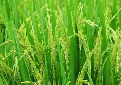 不强迫顺其自然句子(优选20句)