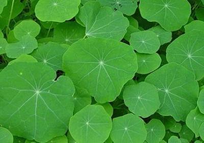 中庆节句子(热门15句)