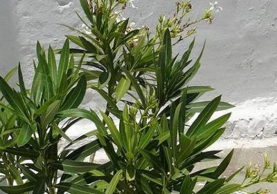 为了爱情的句子(优选40句)
