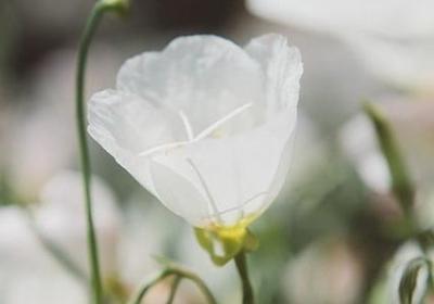 个性签名唯美的句子(实用30句)