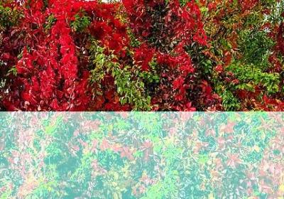 中华芙蓉王句子(通用70句)
