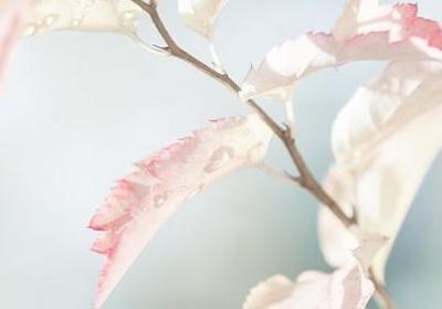 主桅造句子(实用50句)
