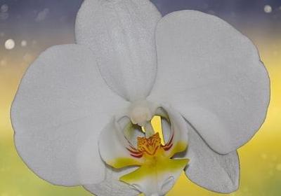 买金茶花的句子(优选50句)