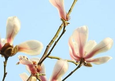 二年级语文造句子(必备70句)