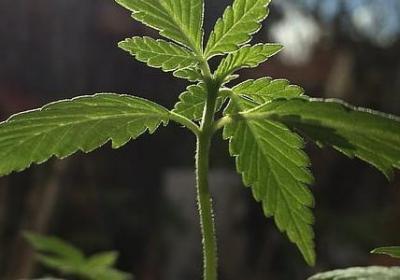 买车玩具的文案句子(共20句)