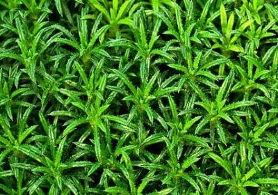 五月的鲜花的句子(54句)