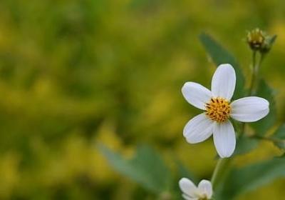 五四青年节 句子(通用20句)