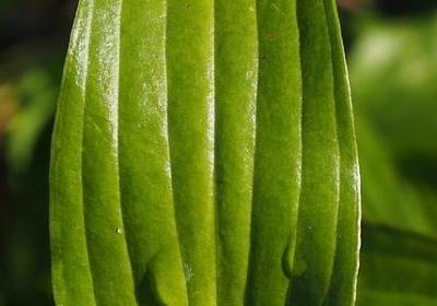 人物外貌的句子和词语(实用20句)