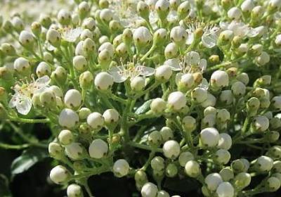 人物外貌的句子50(实用50句)