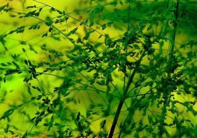 人类面对疾风的句子(共50句)