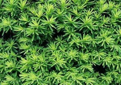 人间大爱的句子(精选80句)