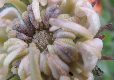 介绍地方特产的句子(实用81句)