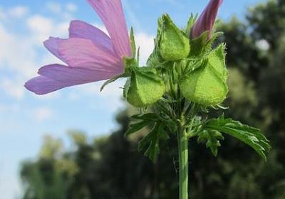 代动词英语句子(优选146句)