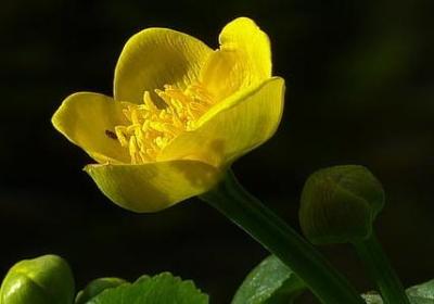 介绍药的句子(实用41句)