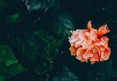 介绍冰激凌的诱人句子(实用13句)