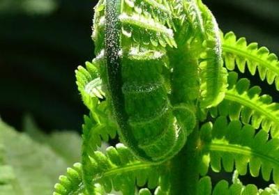 介绍自来也的句子(推荐5句)