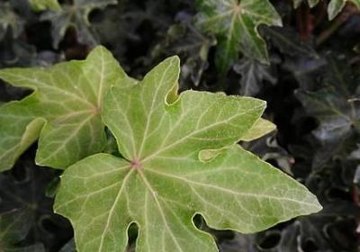 介绍遂川英语句子(推荐6句)
