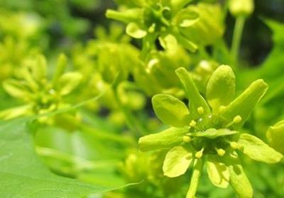介绍青菜的句子英文(精选23句)