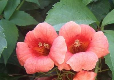 介绍龙鳞的句子(实用10句)