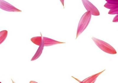 介绍校园花的句子(热门10句)