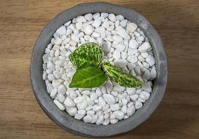 从冬至春句子(精选15句)